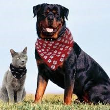 Bandanas Personalizadas 